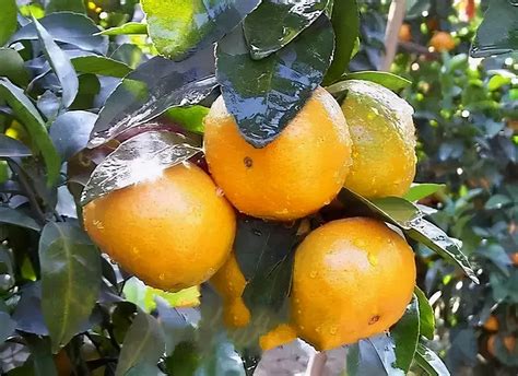 金秋砂糖橘种植技术管理