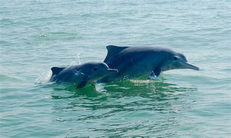 钦州白海豚最佳观赏时间