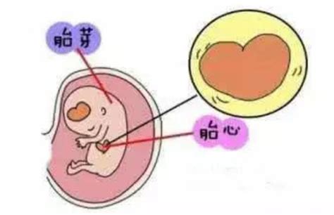 长出胎芽胎心后胎停概率