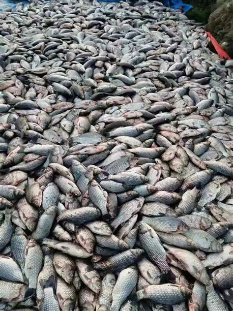 阜阳鱼类大量死亡