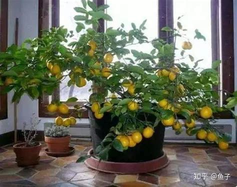 阳台种植柠檬品种