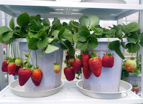 阳台种植草莓注意事项