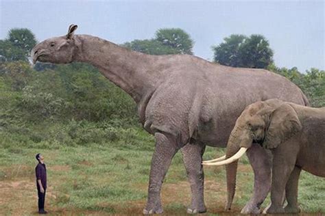 陆地上最大的动物是什么动物