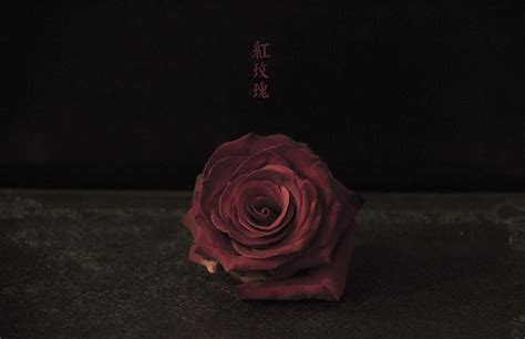 陈奕迅的红玫瑰含义