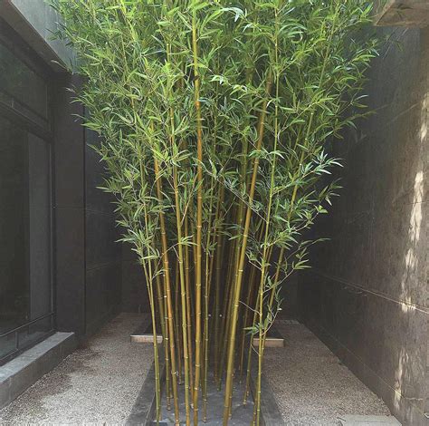 院子里可以种竹子吗