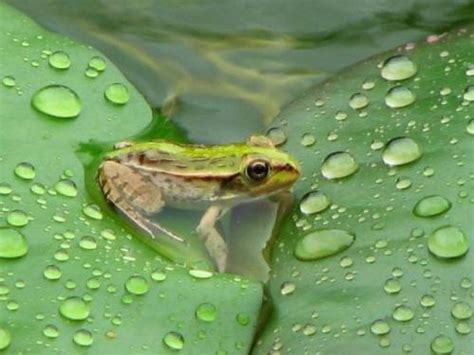 雨后青蛙为什么大量出来