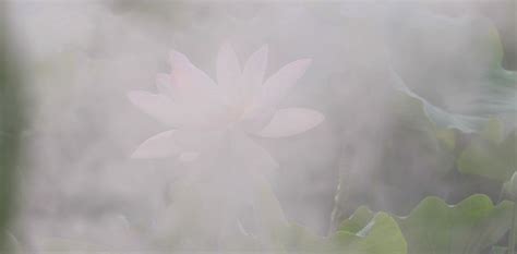雾里看花终隔一层的意思