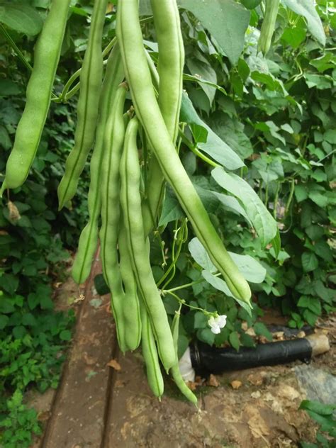 露地芸豆种植方法