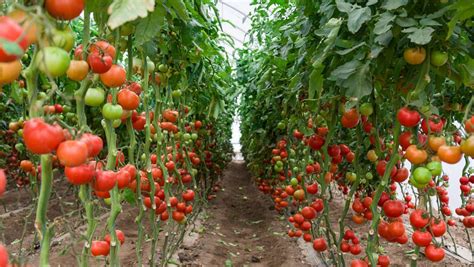 露地西红柿种植的最佳时间