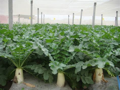 露天萝卜种植技术和管理