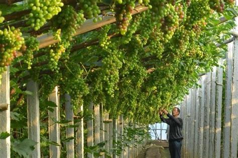 露天葡萄种植技术视频