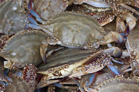 青岛东山市场螃蟹多少钱一斤