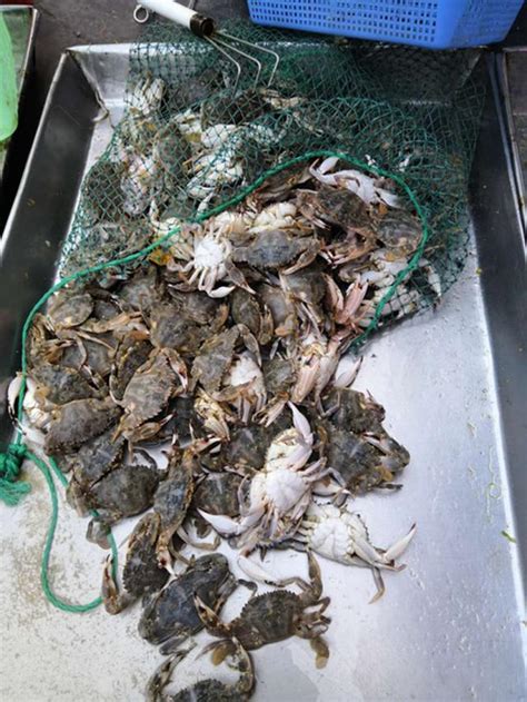 青岛螃蟹价格多少一斤2020