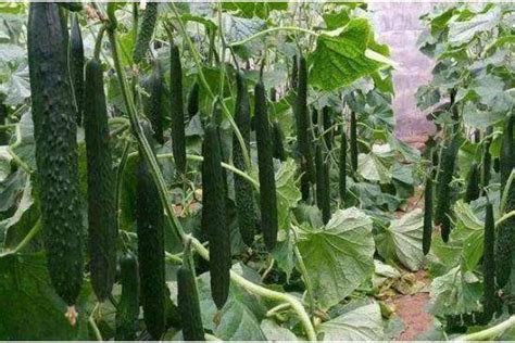 青瓜的种植技术全过程