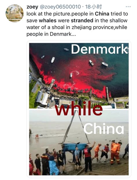 韩国人评论中国救鲸鱼