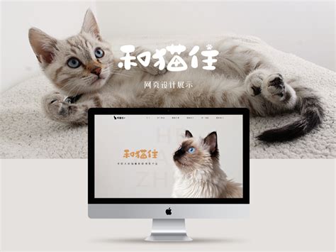 领养猫咪的网站
