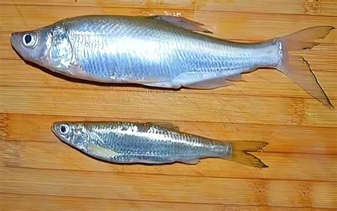 餐鱼和白条鱼的区别