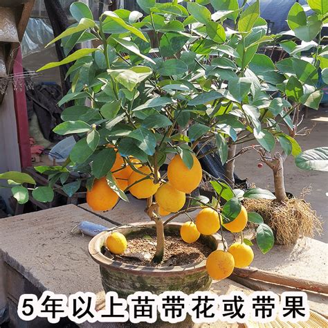 香水柠檬盆栽在北方可以种吗