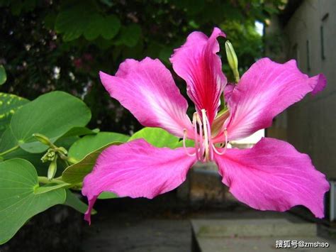 香港的紫荆花是什么样的