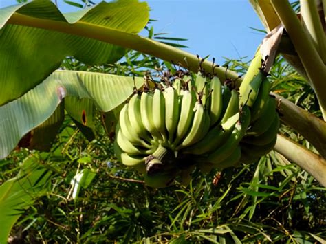 香蕉树和芭蕉树区别