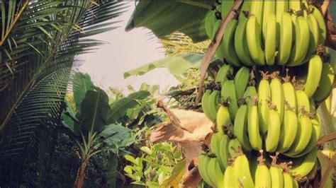 香蕉树是一年一种吗