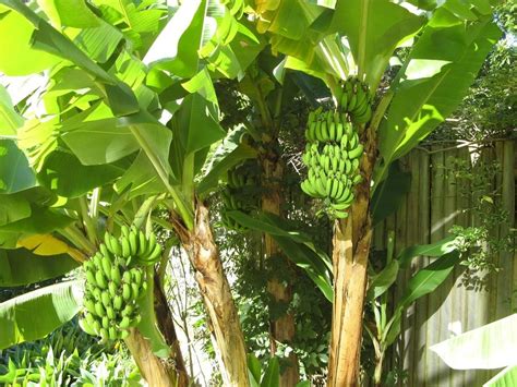 香蕉树的繁殖方法