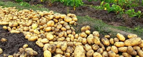 马铃薯如何快速大量种植