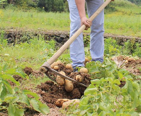 马铃薯怎样栽培收获更多