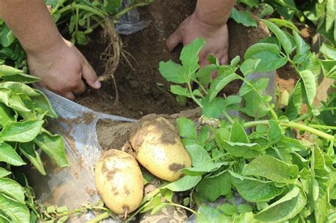 马铃薯最佳种植方法