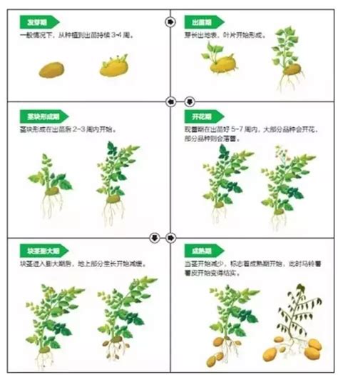 马铃薯种植技术步骤