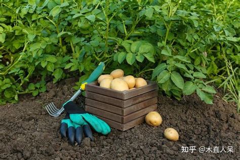 马铃薯种植的详细步骤