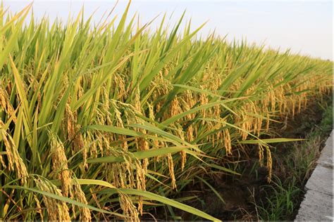 高产水稻的种植方法