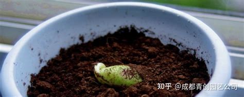魔豆怎么种植可以用水吗