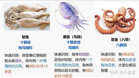 鱿鱼和章鱼的区别