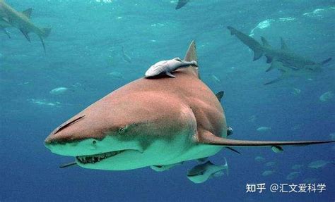 鲨鱼孵化期