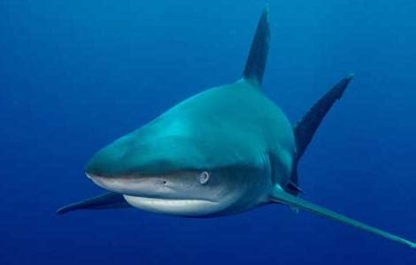 鲨鱼是鱼还是哺乳动物