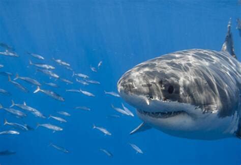 鲨鱼生活温度