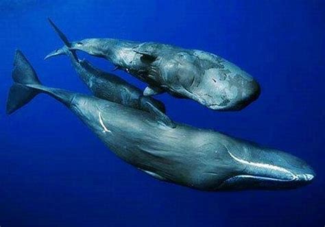 鲸鱼一次能生几个宝宝