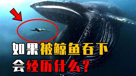 鲸鱼宝最近发生了什么问题