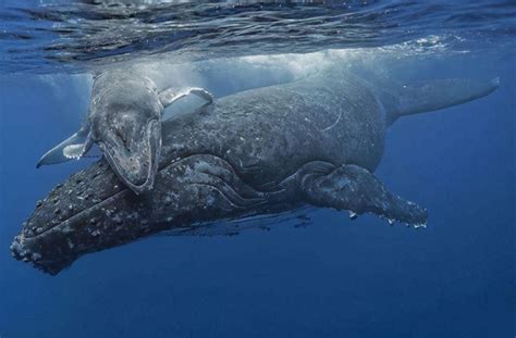 鲸鱼属于动物吗