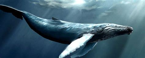 鲸鱼是保护动物吗