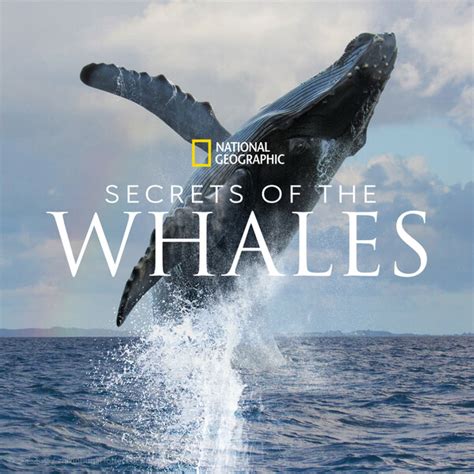鲸鱼的秘密故事