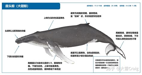 鲸鱼的身体介绍