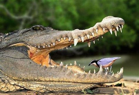 鳄鱼与牙签鸟免费观看