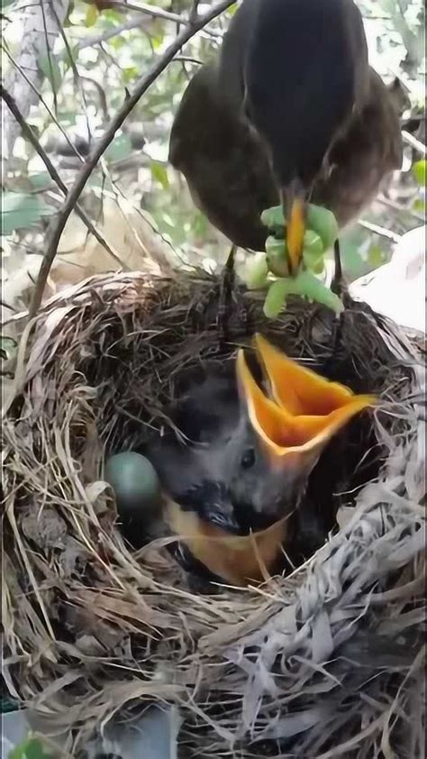 鸟妈妈喂食小鸟优美语句