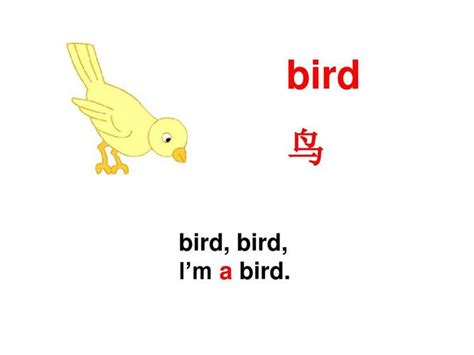 鸟的英文发音