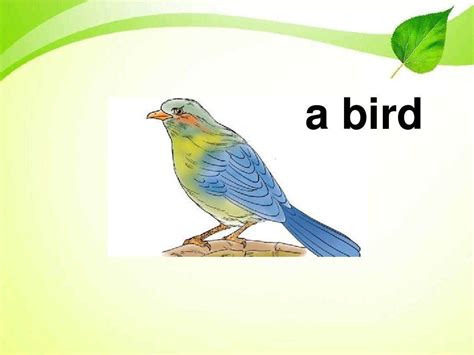 鸟的英语怎么读