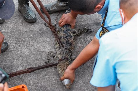 黄浦江鳄鱼被捕获