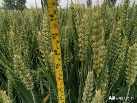黄淮地区5大高产小麦种推荐