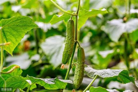 黄瓜种植管理技术和方法图解